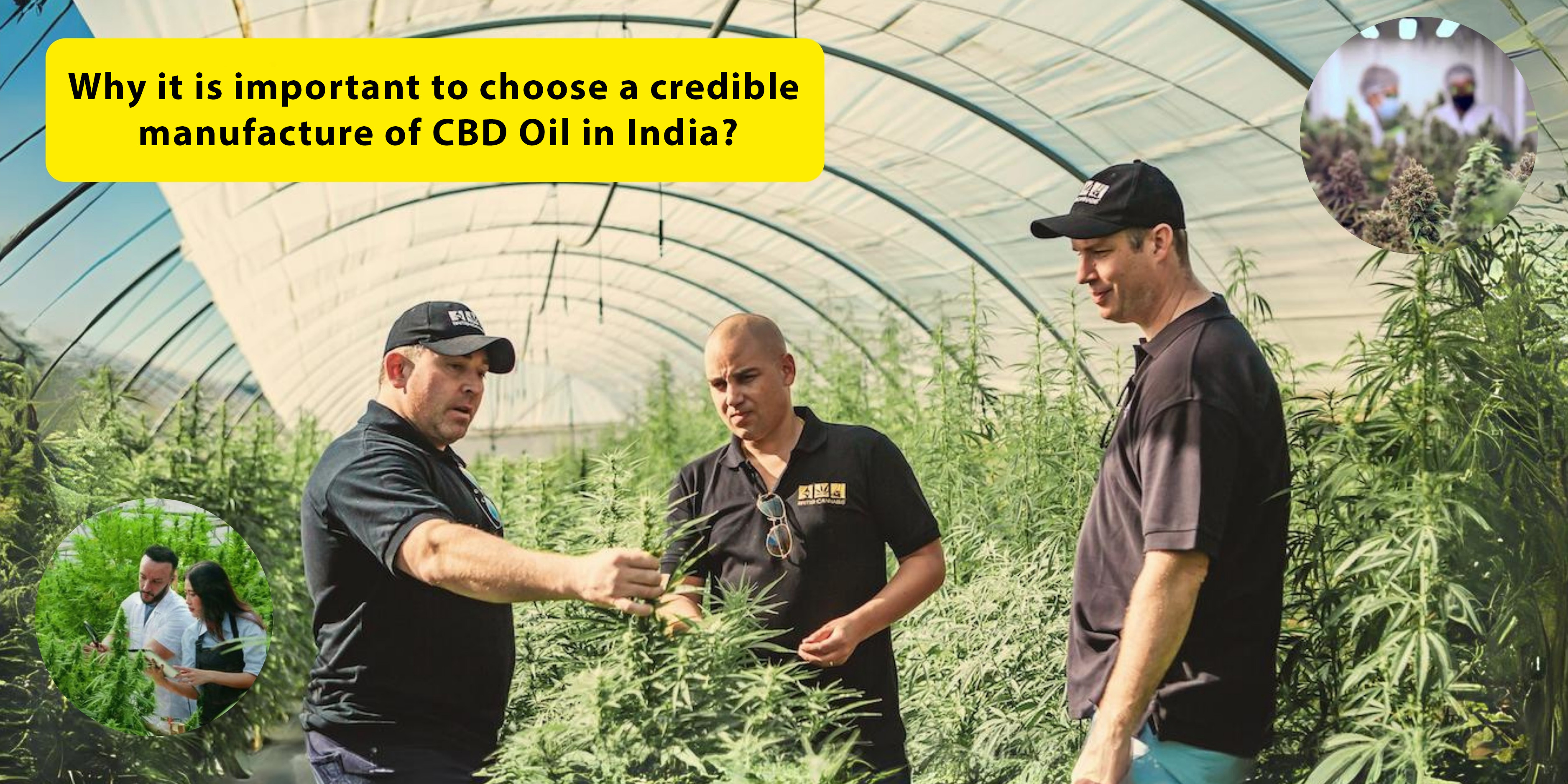 cbd oil in india